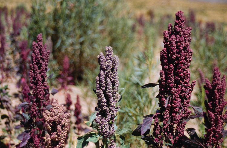 nelle marche si produce quinoa